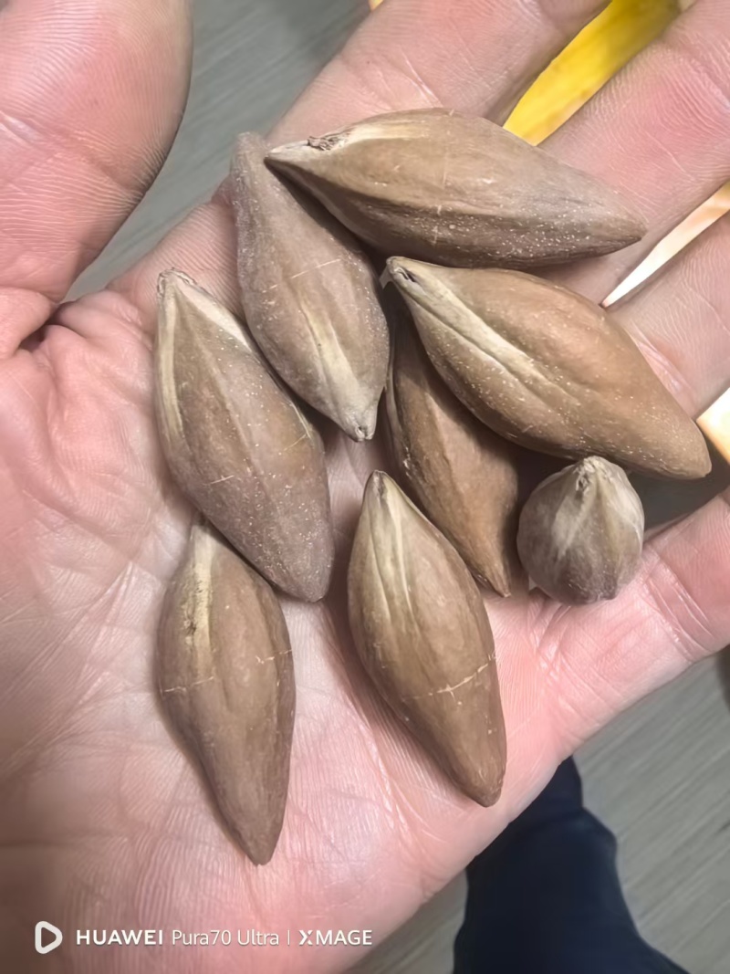 核尖的天花板，有货，不多