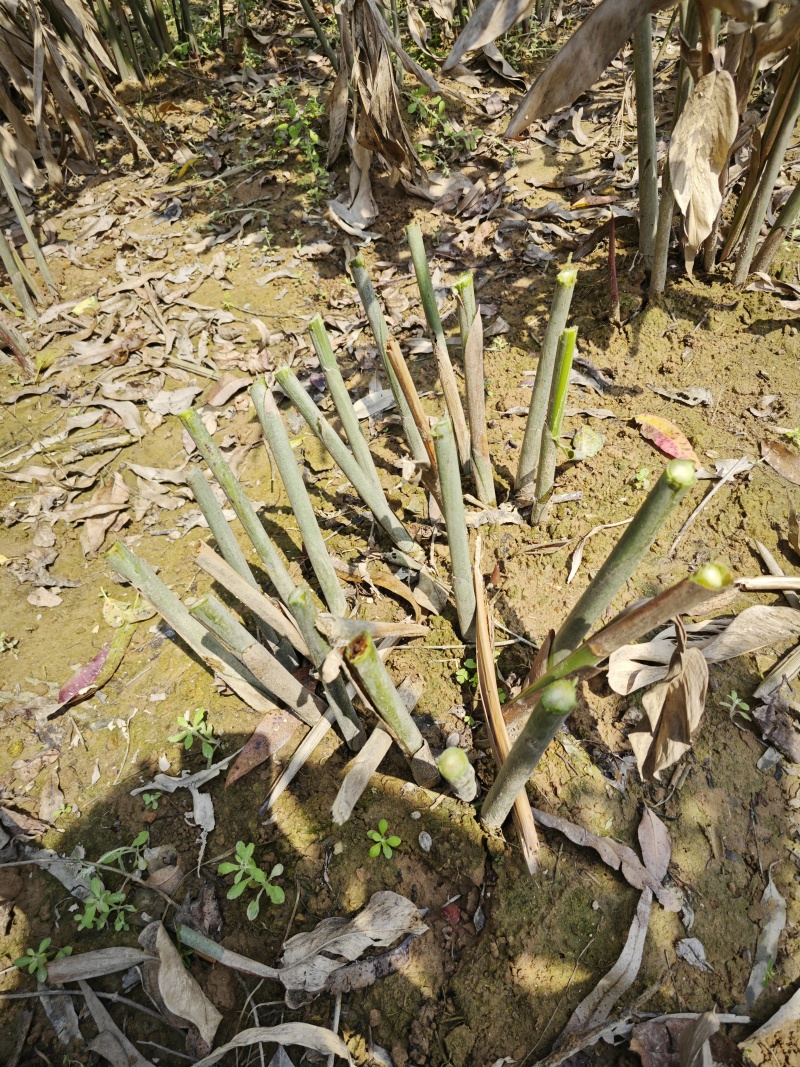大红肉南姜种苗