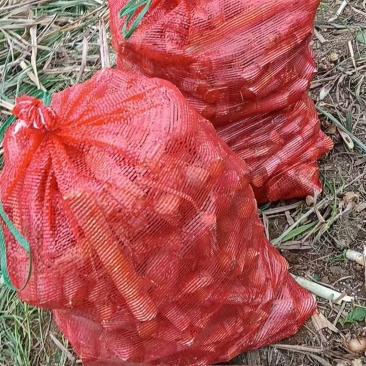 甘蔗种子1541大量现货各种种子都有，有意电话