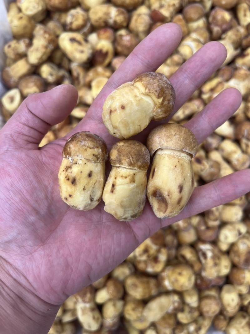 野生黄牛肝菌白葱冻品酒店火锅店专用云南场地批发