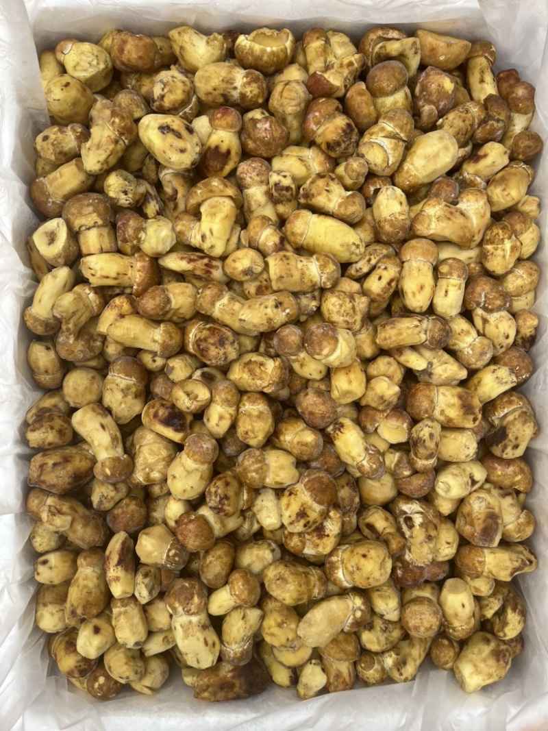 野生黄牛肝菌白葱冻品酒店火锅店专用云南场地批发