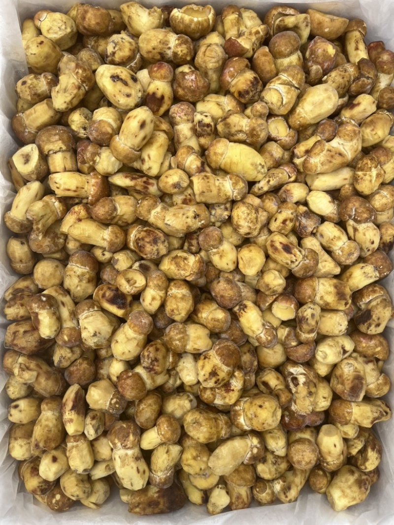 野生黄牛肝菌白葱冻品酒店火锅店专用云南场地批发