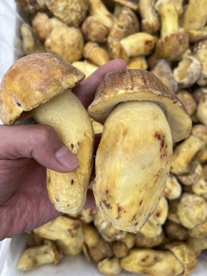 野生黄牛肝菌白葱冻品酒店火锅店专用云南场地批发