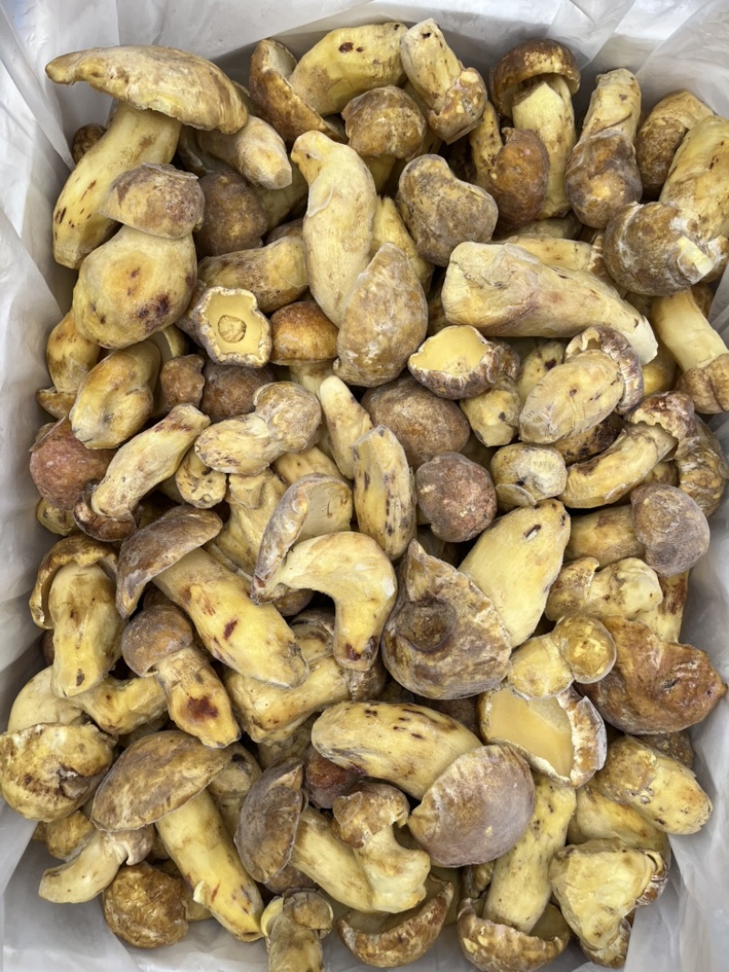 野生黄牛肝菌白葱冻品酒店火锅店专用云南场地批发