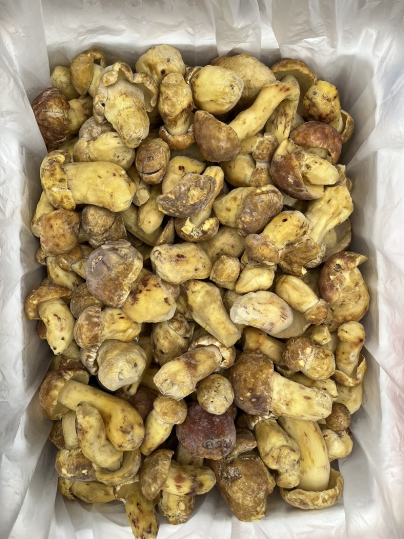 野生黄牛肝菌白葱冻品酒店火锅店专用云南场地批发