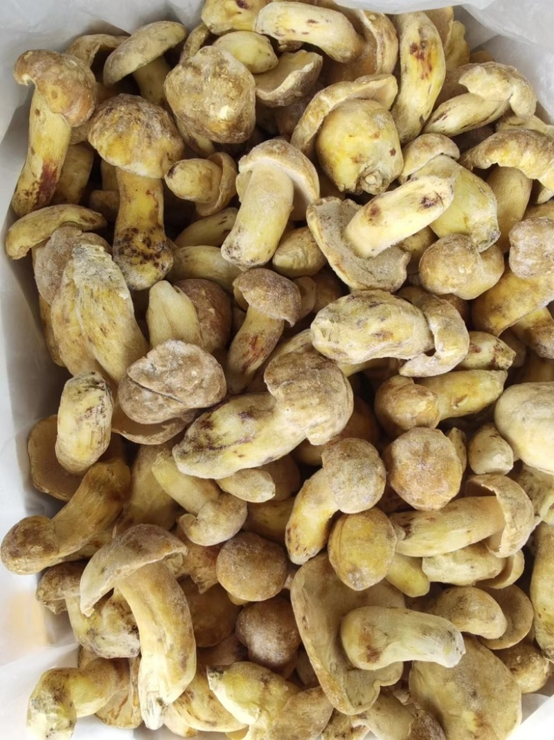 野生黄牛肝菌白葱冻品酒店火锅店专用云南场地批发