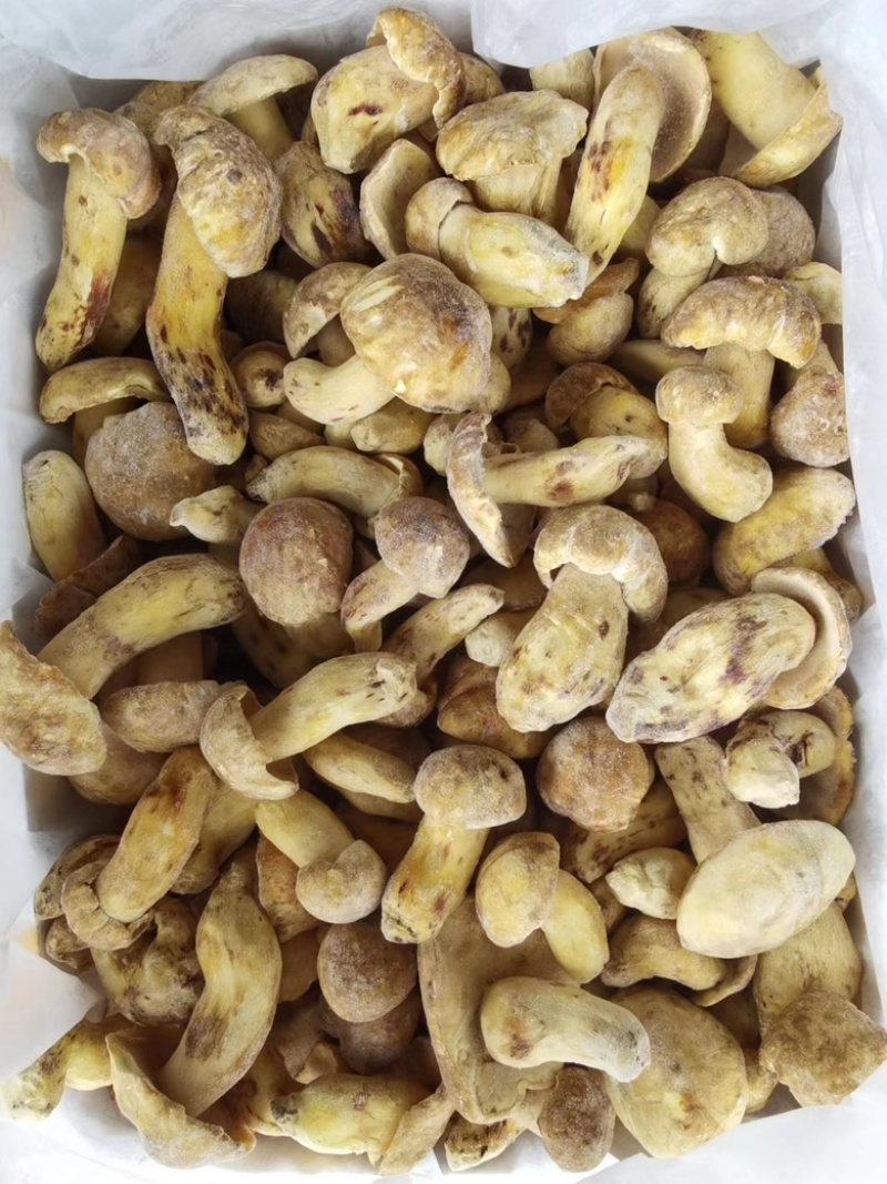 野生黄牛肝菌白葱冻品酒店火锅店专用云南场地批发