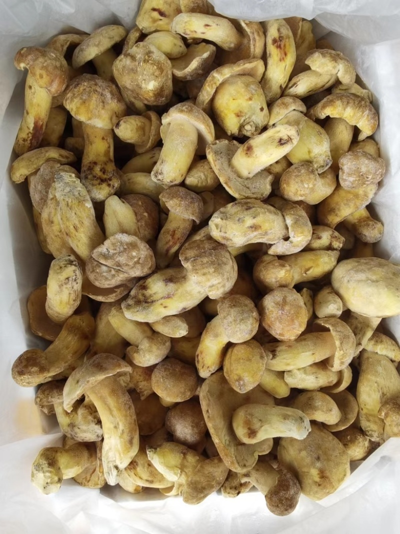 野生黄牛肝菌白葱冻品酒店火锅店专用云南场地批发