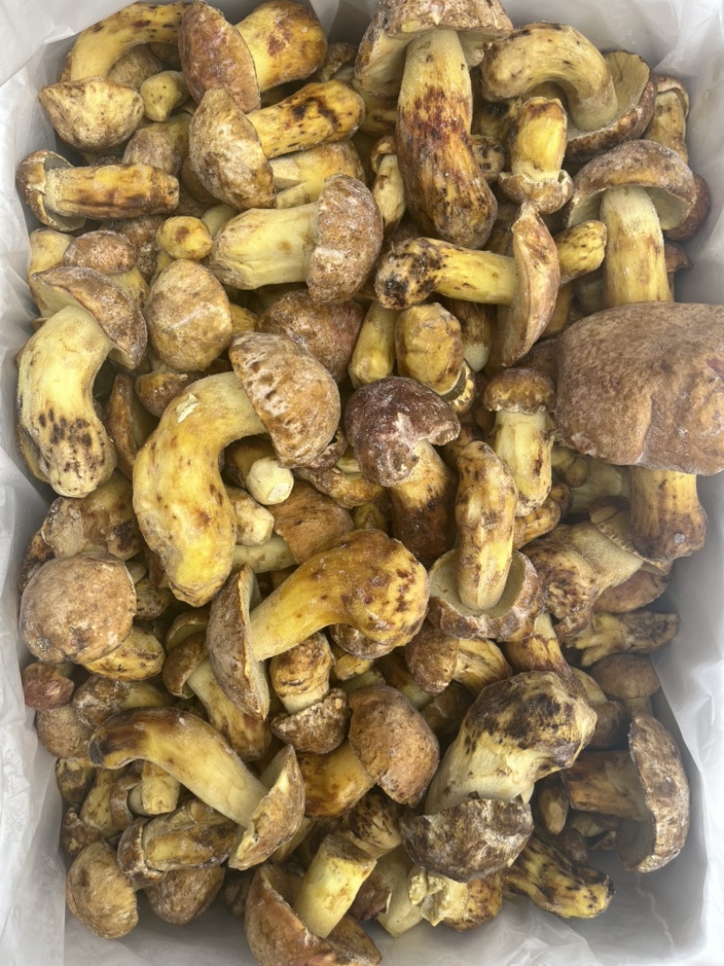 野生黄牛肝菌白葱冻品酒店火锅店专用云南场地批发