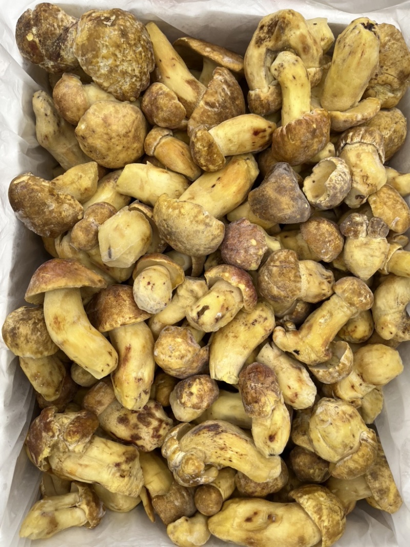 野生黄牛肝菌白葱冻品酒店火锅店专用云南场地批发