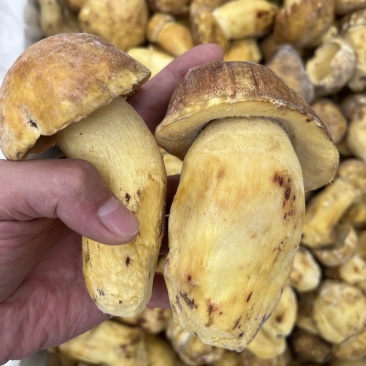 野生黄牛肝菌白葱冻品酒店火锅店专用云南场地批发