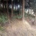 23年杉树2000棵加