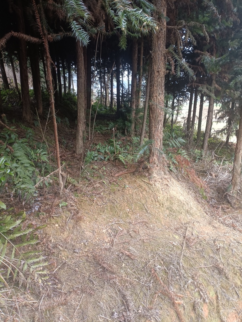 23年杉树2000棵加