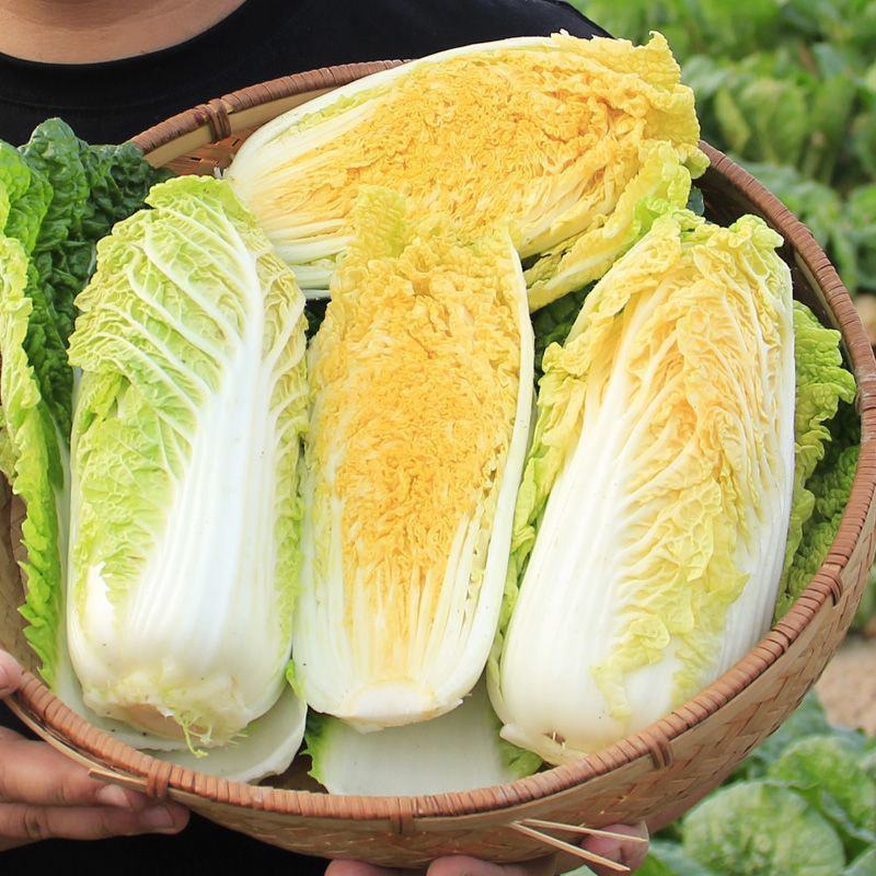 金丝奶油娃娃菜种子口感好绿叶黄芯早熟高产商品性佳