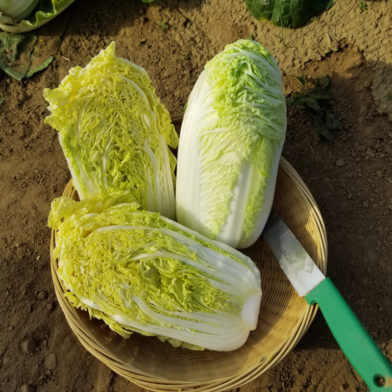 金丝奶油娃娃菜种子口感好绿叶黄芯早熟高产商品性佳