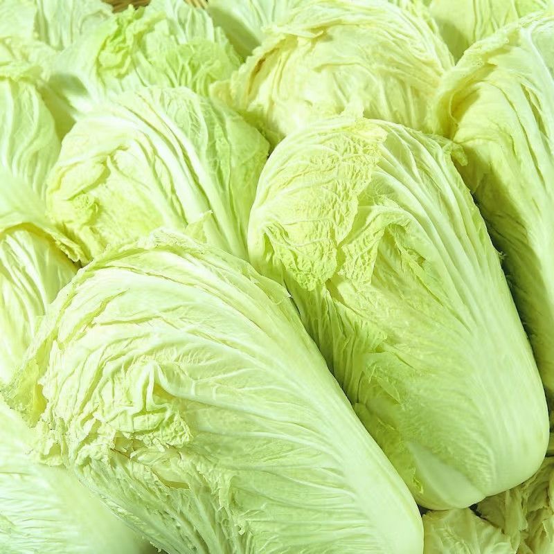 金丝奶油娃娃菜种子口感好绿叶黄芯早熟高产商品性佳