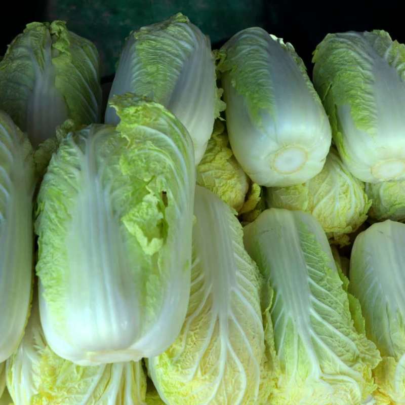 金丝奶油娃娃菜种子口感好绿叶黄芯早熟高产商品性佳