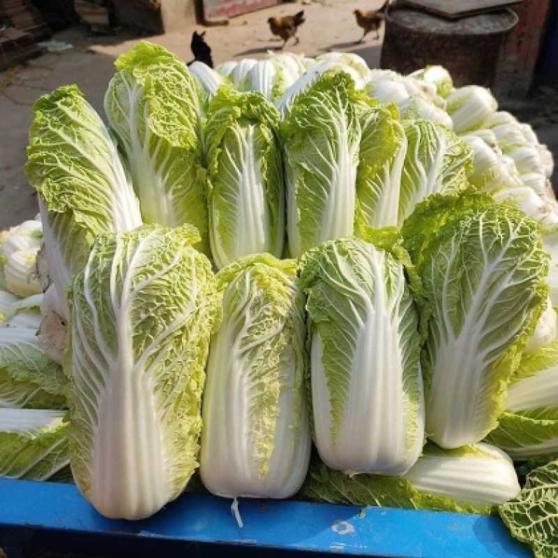 金丝奶油娃娃菜种子口感好绿叶黄芯早熟高产商品性佳