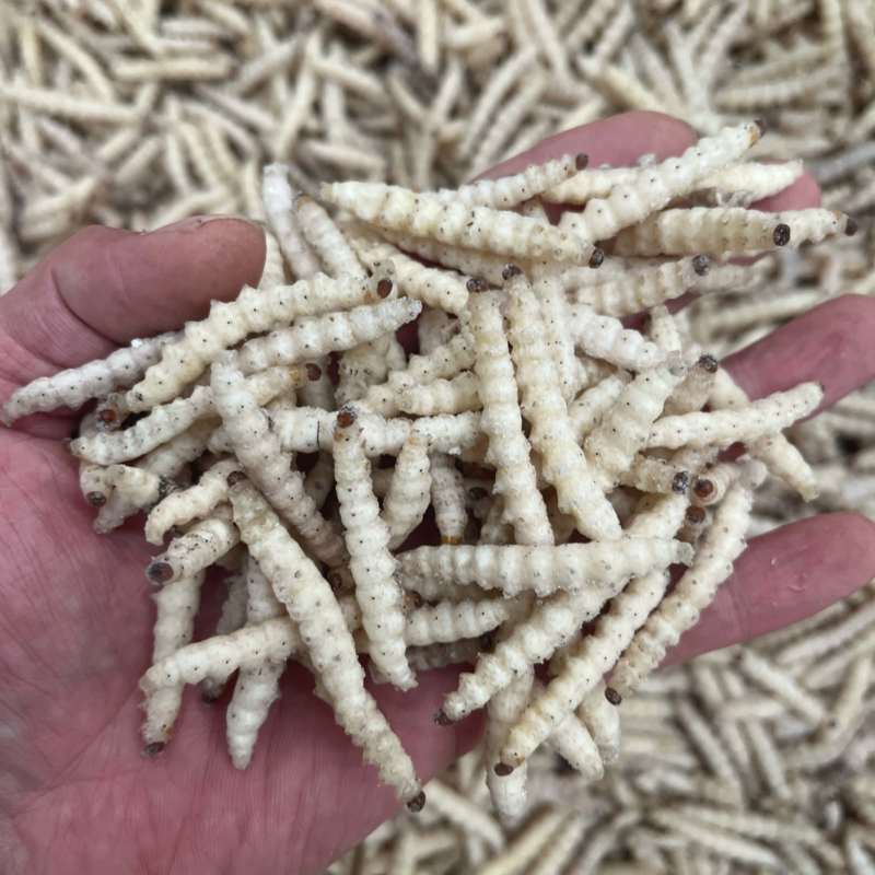 竹虫笋虫冻品酒店餐饮专用产地现货批发货源稳定