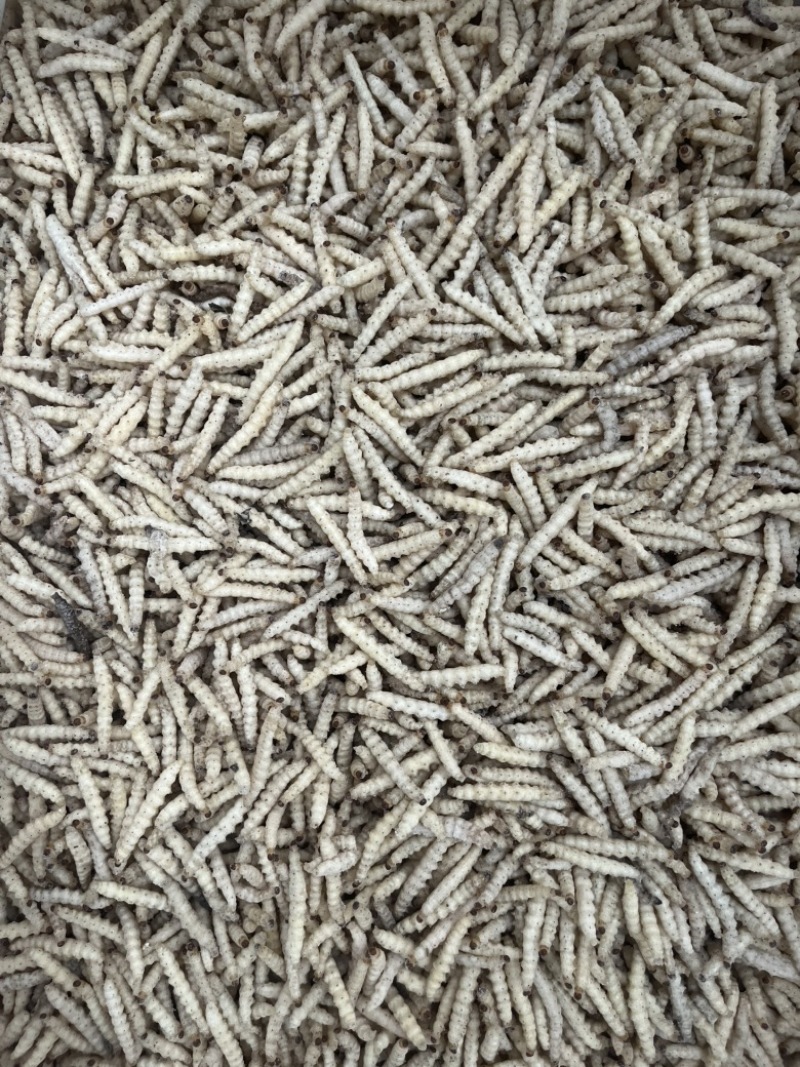 竹虫笋虫冻品酒店餐饮专用产地现货批发货源稳定