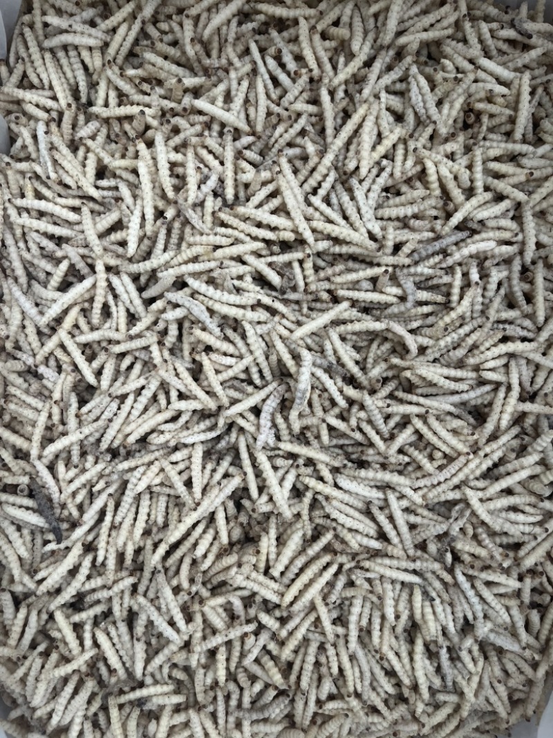 竹虫笋虫冻品酒店餐饮专用产地现货批发货源稳定
