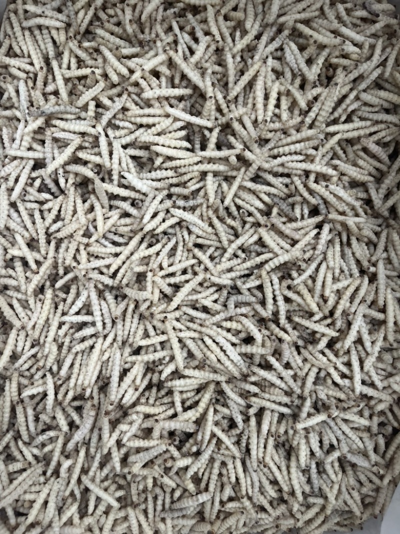 竹虫笋虫冻品酒店餐饮专用产地现货批发货源稳定