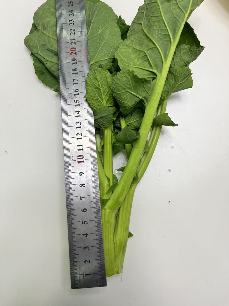 油蓝苔