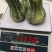 水果南瓜