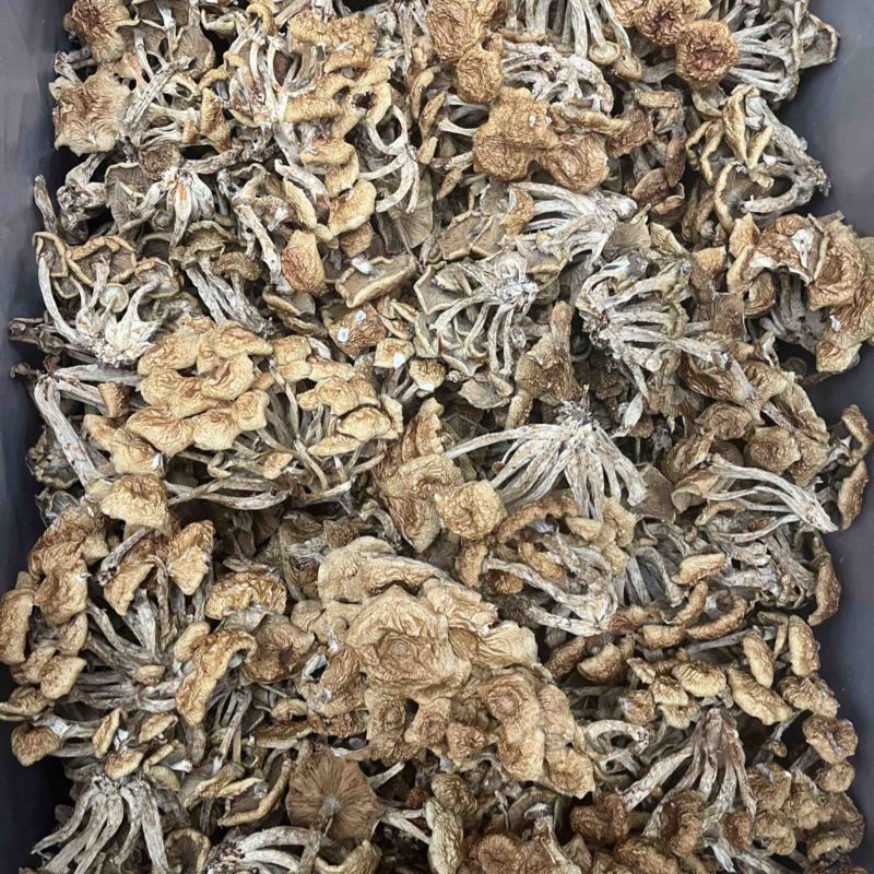 滑子菇干品食用蘑菇密蘑餐饮酒店**批发