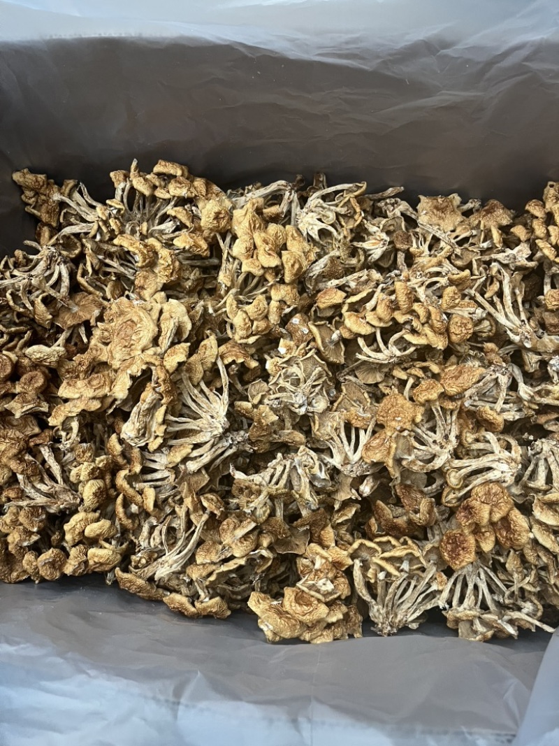滑子菇干品食用蘑菇密蘑餐饮酒店**批发