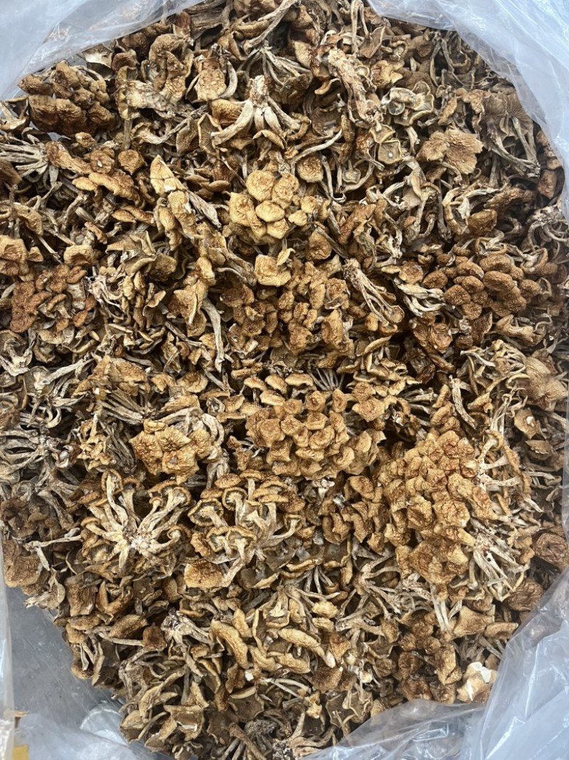 滑子菇干品食用蘑菇密蘑餐饮酒店**批发