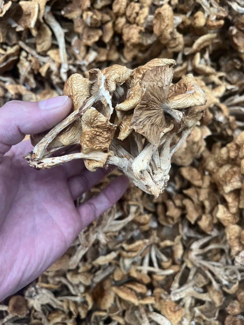 滑子菇干品食用蘑菇密蘑餐饮酒店**批发