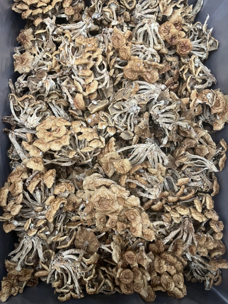 滑子菇干品食用蘑菇密蘑餐饮酒店**批发