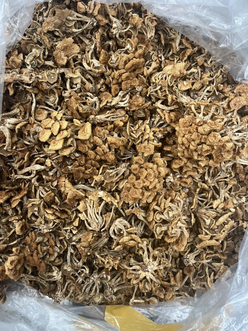滑子菇干品食用蘑菇密蘑餐饮酒店**批发
