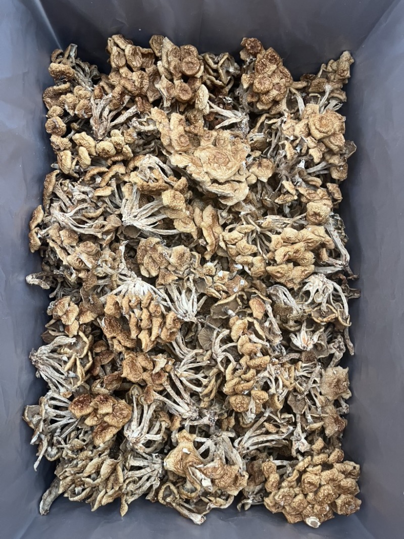滑子菇干品食用蘑菇密蘑餐饮酒店**批发