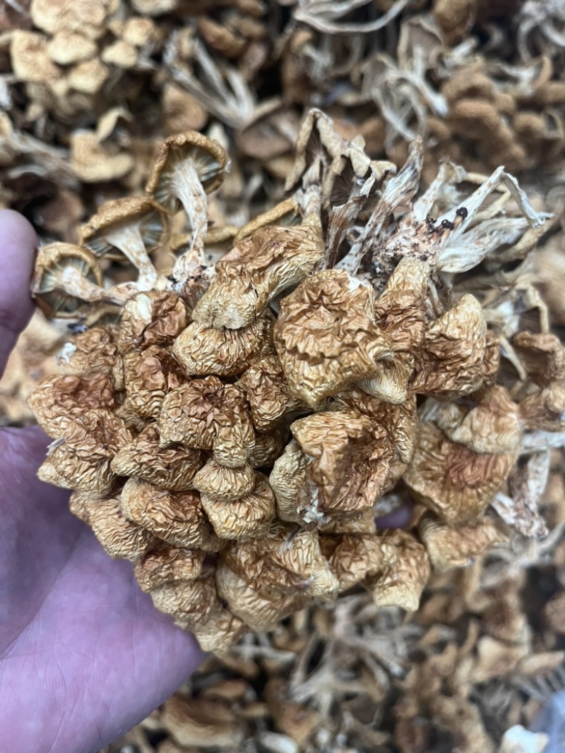 滑子菇干品食用蘑菇密蘑餐饮酒店**批发