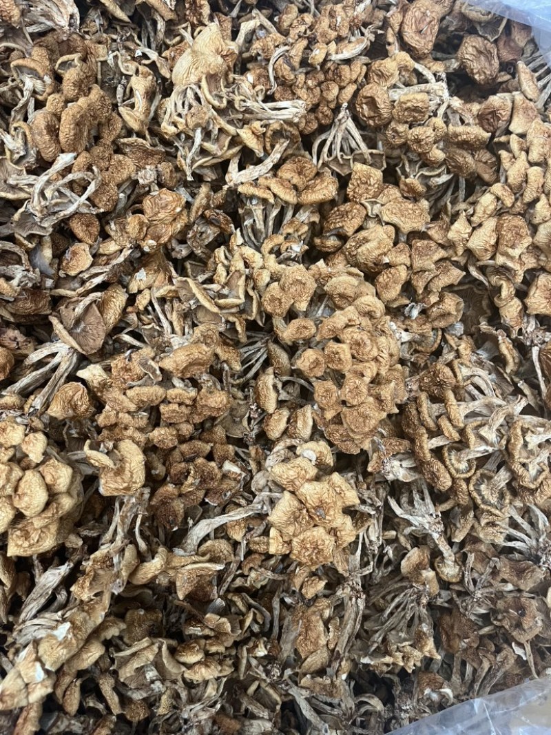 滑子菇干品食用蘑菇密蘑餐饮酒店**批发