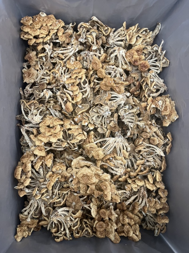 滑子菇干品食用蘑菇密蘑餐饮酒店**批发