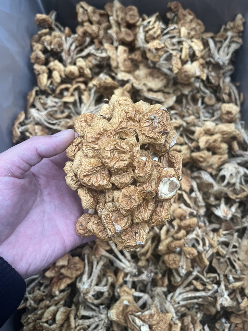滑子菇干品食用蘑菇密蘑餐饮酒店**批发
