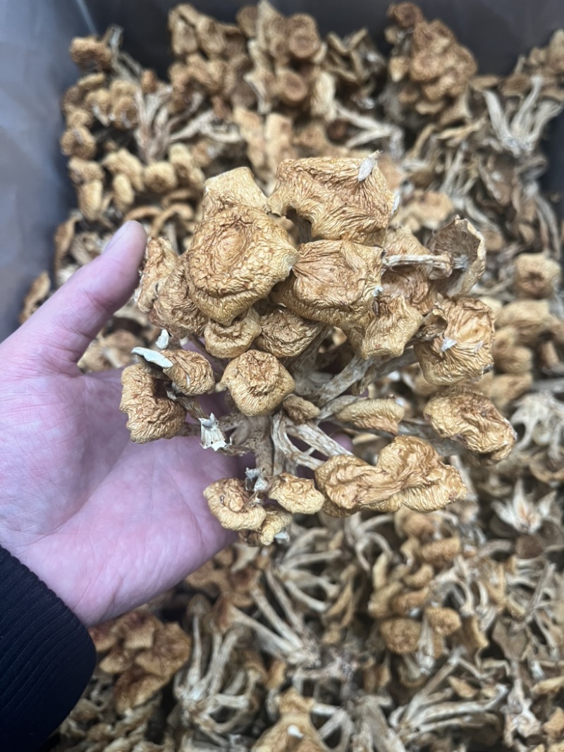 滑子菇干品食用蘑菇密蘑餐饮酒店**批发