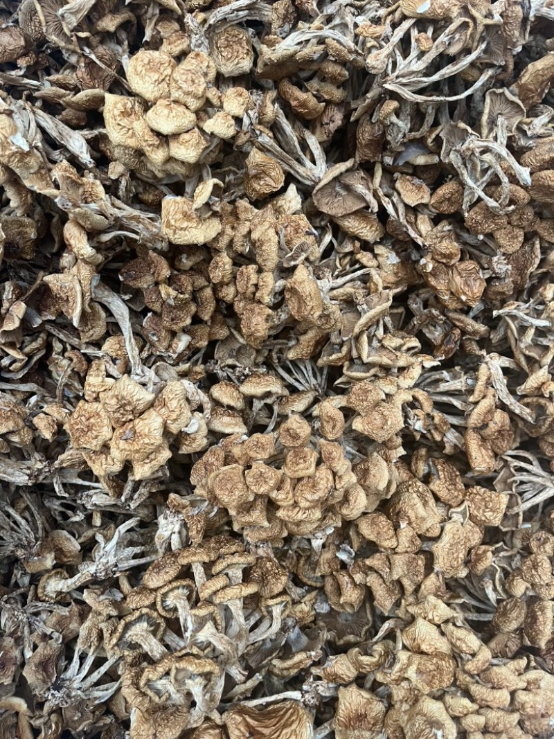 滑子菇干品食用蘑菇密蘑餐饮酒店**批发