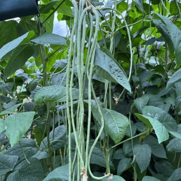 春鼎夏盛豇豆种子肉质厚结荚多翠绿色长豆角耐热高产耐老化春