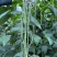 春鼎夏盛豇豆种子肉质厚结荚多翠绿色长豆角耐热高产耐老化春