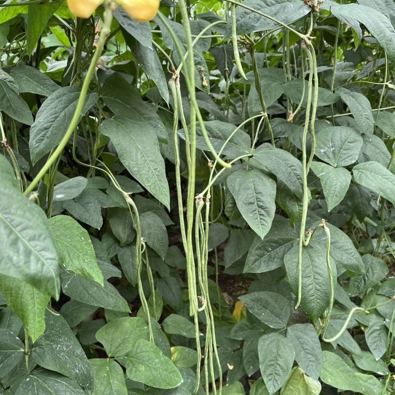 春鼎夏盛豇豆种子肉质厚结荚多翠绿色长豆角耐热高产耐老化春