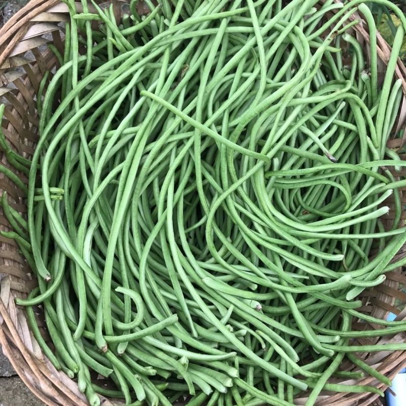 春鼎夏盛豇豆种子肉质厚结荚多翠绿色长豆角耐热高产耐老化春