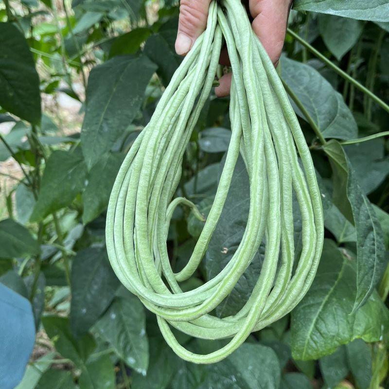 春鼎夏盛豇豆种子肉质厚结荚多翠绿色长豆角耐热高产耐老化春
