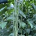 春鼎夏盛豇豆种子肉质厚结荚多翠绿色长豆角耐热高产耐老化春