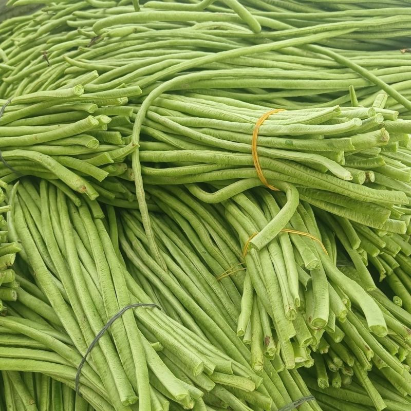 春鼎夏盛豇豆种子肉质厚结荚多翠绿色长豆角耐热高产耐老化春