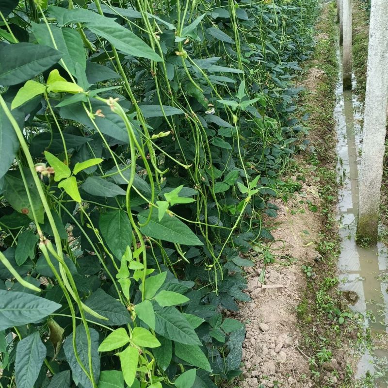 春鼎绿翠豆角种子翠绿型豇豆种子白籽白花长豆角种子厚肉型