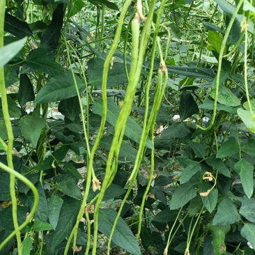 春鼎绿翠豆角种子翠绿型豇豆种子白籽白花长豆角种子厚肉型